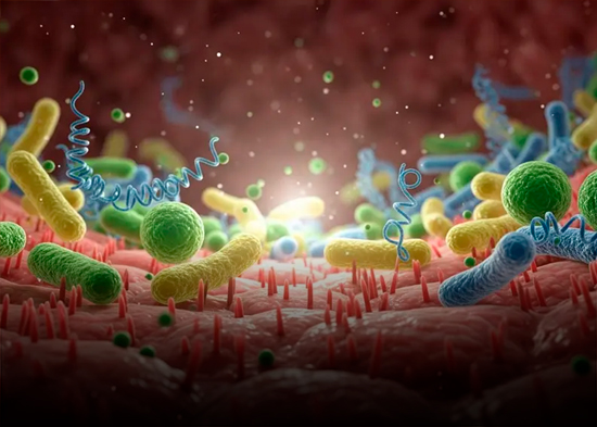 Probióticos, Prebióticos y Microbiota Intestinal: Claves para un Sistema Digestivo Saludable
