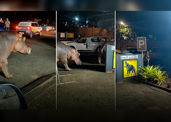 VIDEO: Hipopótamos paralizan el tráfico en Sudáfrica