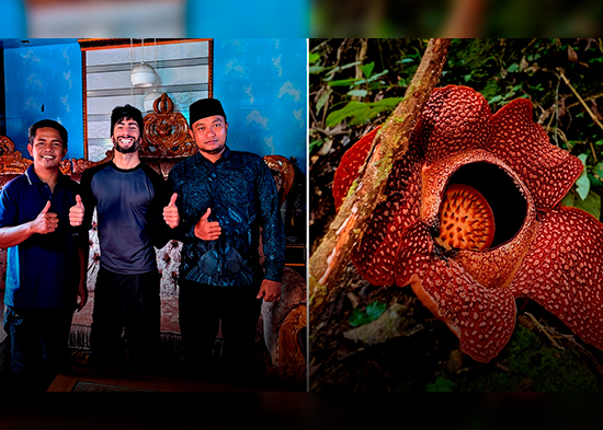 Encuentran la flor más grande del mundo: el ultrarraro 'hongo cara de tigre' (VIDEOS)