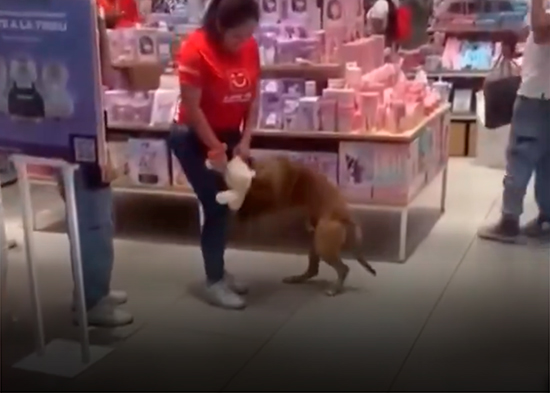 Perro derrite corazones con su perseverancia en una tienda y recibe regalo navideño (VIDEO)