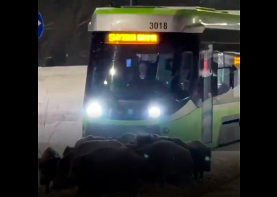 VIDEO: Un inesperado obstáculo bloquea el paso de tranvías en Polonia