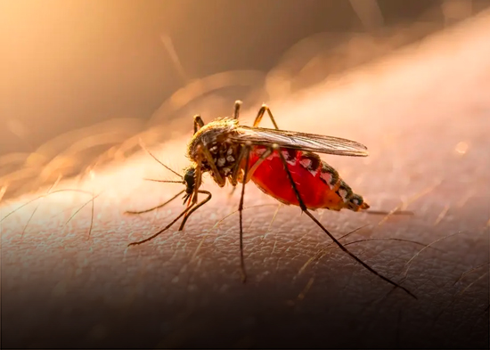 Brasil lanza plan piloto de inmunización con vacuna nacional contra el dengue