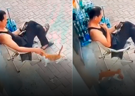 'Confía en mí': el astuto plan de un gato para robar comida de una tienda frente al dueño (VIDEO)