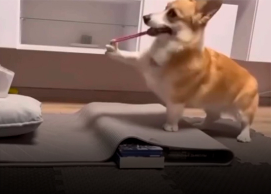 VIDEO ENTERNECEDOR: Corgi dispara al blanco con una goma elástica con impresionante precisión