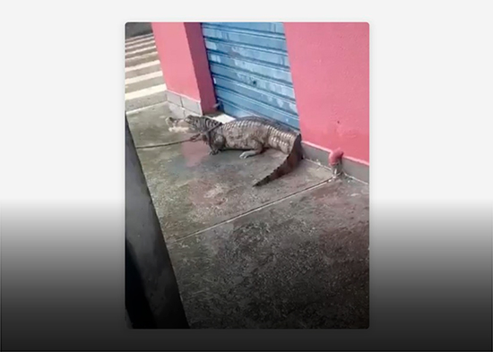 Dueño de la calle: un сaimán se pasea por una ciudad brasileña (VIDEOS)