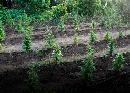 Ni café ni plátano: lo que sembraban en estas montañas era marihuana