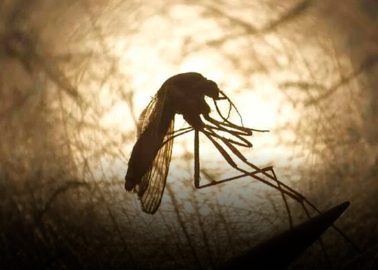 Primer caso autóctono del virus del Nilo Occidental este año en Francia